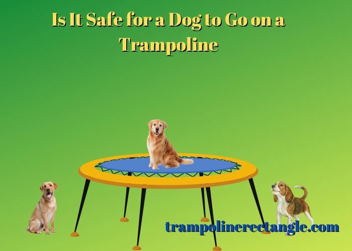 is it safe for a dog to go on a trampoline